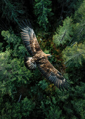An eagle glides gracefully above a dense forest, its wings spread wide. The vibrant green trees below reflect the freshness of dawn, creating a serene atmosphere.