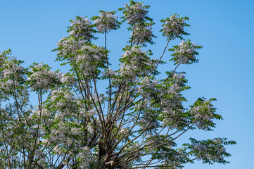 Arbre en fleurs au printemps en Namibie