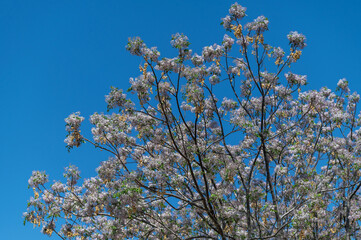 Arbre en fleurs au printemps en Namibie