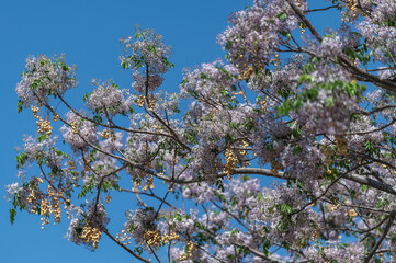 Arbre en fleurs au printemps en Namibie