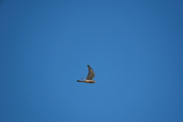 Northern Harrier in flight against blue sky in Taipei, Taiwan