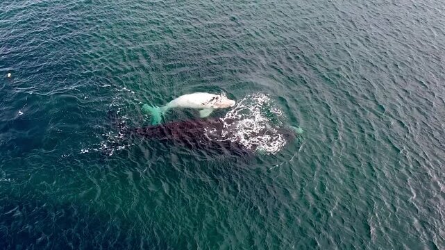 Albino southern right whale in Puerto Madryn, Chubut, Argentina. rare sighting