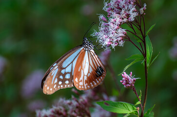 フジバカマで吸蜜するアサギマダラ