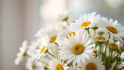 Fototapeta premium Fresh daisy bouquet bathed in soft sunlight, showcasing delicate pastel petals.