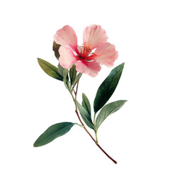Pink flower with green leave on transparent background