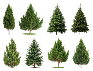 PNG Various evergreen trees collection, element set on transparent background