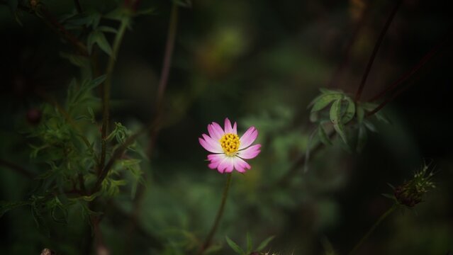 pink cosmos flower