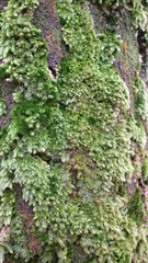 Green Moss on Tree Trunk Close Up