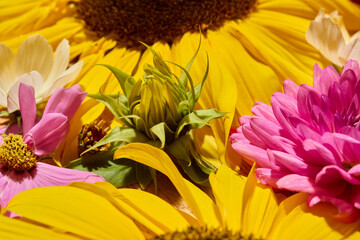 Fototapeta premium Close up of dahlias, sunflower and cosmos floral composition