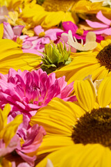 Close up of dahlias, sunflower and cosmos floral composition
