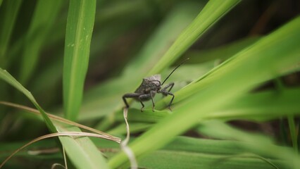 grasshopper on a leaf