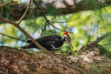 Pileated woodpecker