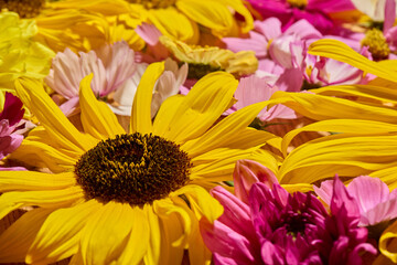 Sunflower, Dahlia and cosmos floral background
