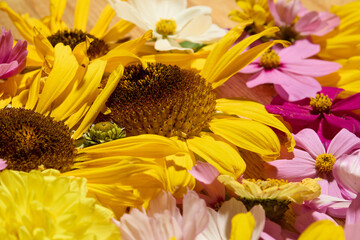 Sunflower, Dahlia and cosmos floral background

