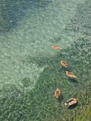 Ducks swim on the surface of the water.