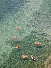 Ducks swim on the surface of the water.
