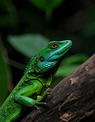 Obraz premium Close-up bright green lizard