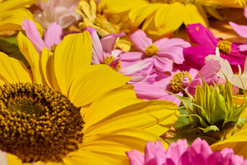 Sunflower, Dahlia and cosmos floral background
