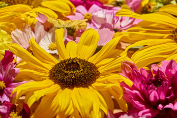 Fototapeta premium Sunflower, Dahlia and cosmos floral background 