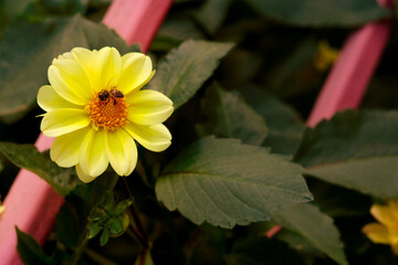 A bee on a yellow garden flower. Macro. The bee pollinates the flower.