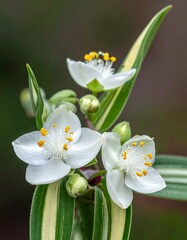 Obraz premium Close-up of white flowers with striped leaves