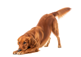 A golden retriever dog playfully bends low to the ground, its expressive eyes and posture capturing a moment of playful curiosity against a striking black background.