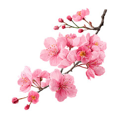 Delicate pink cherry blossoms bloom on a dark branch against a white background, artistic rendering, close-up view

