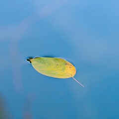 Leaf on water surface