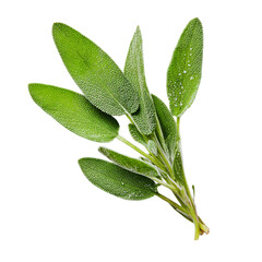 Shot of a fresh sage sprig against on transparent background