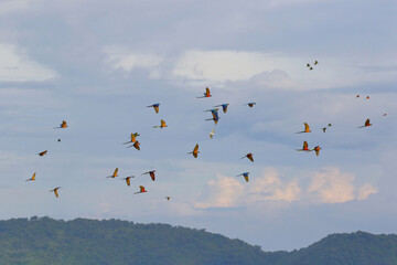 A flock of macaw parrots is flying joyfully in the sky. Free flying bird