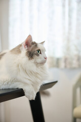 机の上にのんびりしている白猫