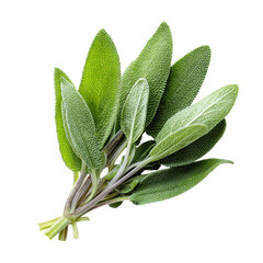 Shot of a fresh sage sprig against on transparent background
