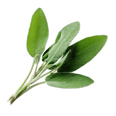 Shot of a fresh sage sprig against on transparent background