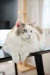 机の上にのんびりしている白猫