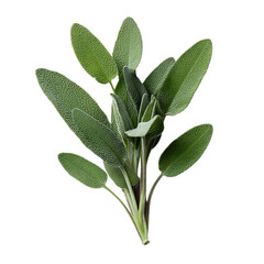 Shot of a fresh sage sprig against on transparent background