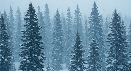 Snowcovered evergreen forest trees densely packed and winter weather