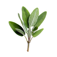 Shot of a fresh sage sprig against on transparent background