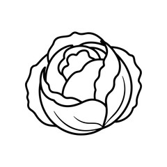 Close up outline drawing of a cabbage head on transparent background