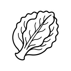 Outline drawing of a single lettuce leaf on transparent background