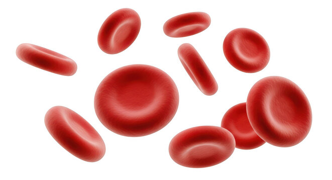 Red blood cells isolated on transparent background