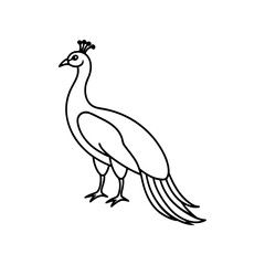 Outlined peacock standing in side profile on transparent background