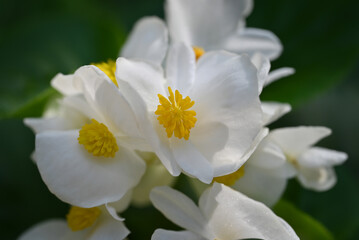 Close-up of a white begonia flower with soft petals and a yellow center, set against lush green leaves in the background.
