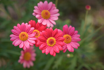 A group of vibrant pink and red daisy-like flowers with bright yellow centers bloom in a garden, with water droplets on their petals visible up close.