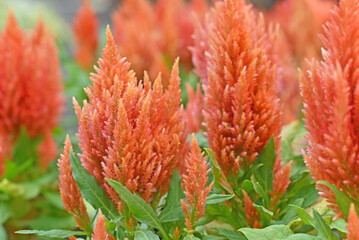 A close-up of vibrant orange celosia flowers, also known as cockscomb, with their distinctive feathery texture and upright spires, standing out against a blurred background. © nooumaporn