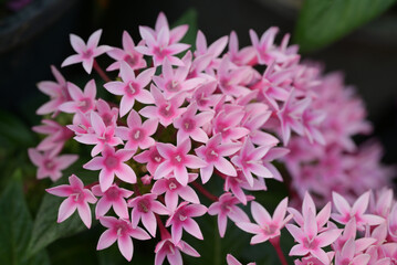 A cluster of soft pink Pentas flowers in full bloom, with star-shaped petals and green leaves in the background.