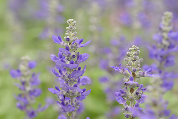Obraz premium A close-up of a vibrant blue salvia flower spike, showcasing its delicate individual blossoms and fuzzy texture, against a softly blurred green and purple background.