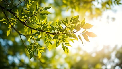 Lush green tree branches against a softly blurred sky, bathed in warm natural sunlight.