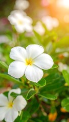 Fototapeta premium Close-up of white flowers in sunlight