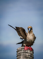 the red footed booby bird in the nature with dramatic tone