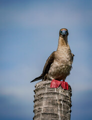 the red footed booby bird in the nature with dramatic tone